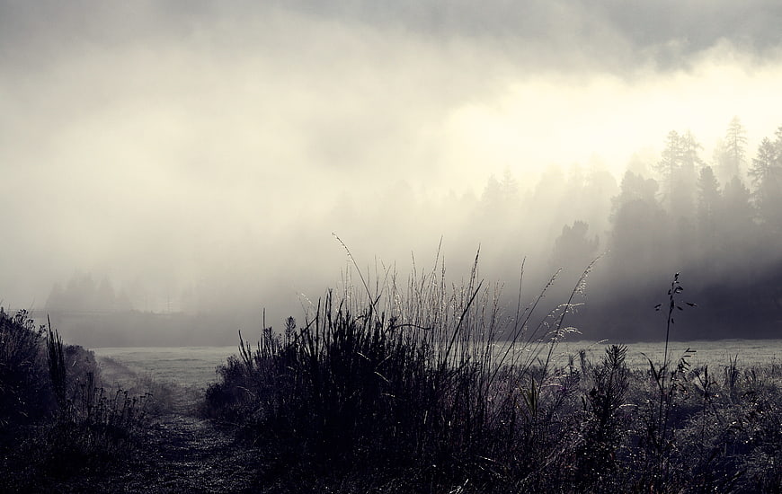 Misty forest landscape with dew-covered grass and soft morning light