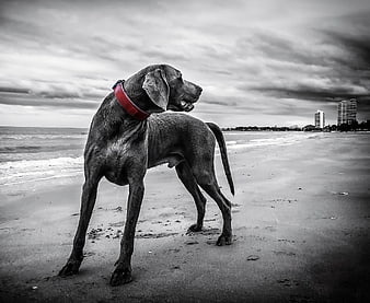 Weimaraner Dog on Beach with Red Collar