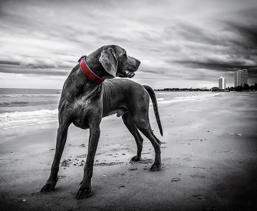 Weimaraner Dog on Beach with Red Collar