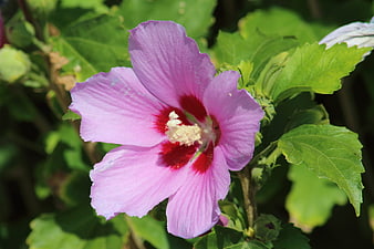 Close-up of a pink hibiscus flower with red center