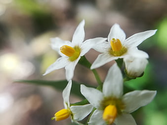 Close-up of white flowers with yellow centers and blurred background