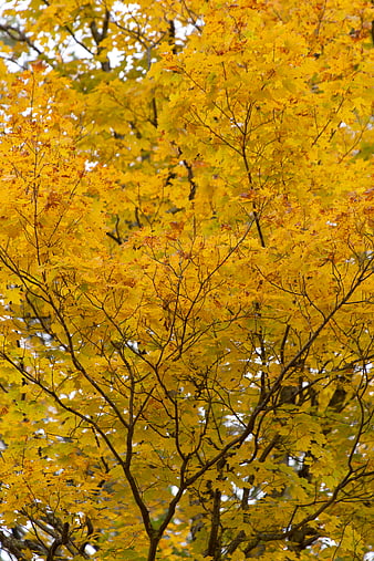 Vibrant Yellow Autumn Maple Leaves on Branches