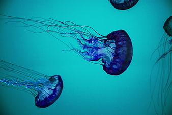 Vibrant Blue Jellyfish Drifting in Turquoise Underwater Environment