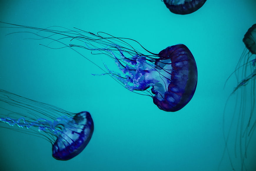 Vibrant Blue Jellyfish Drifting in Turquoise Underwater Environment