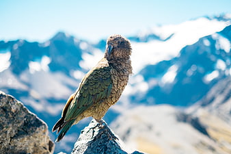 Kea parrot perched on rock with snowy mountain background