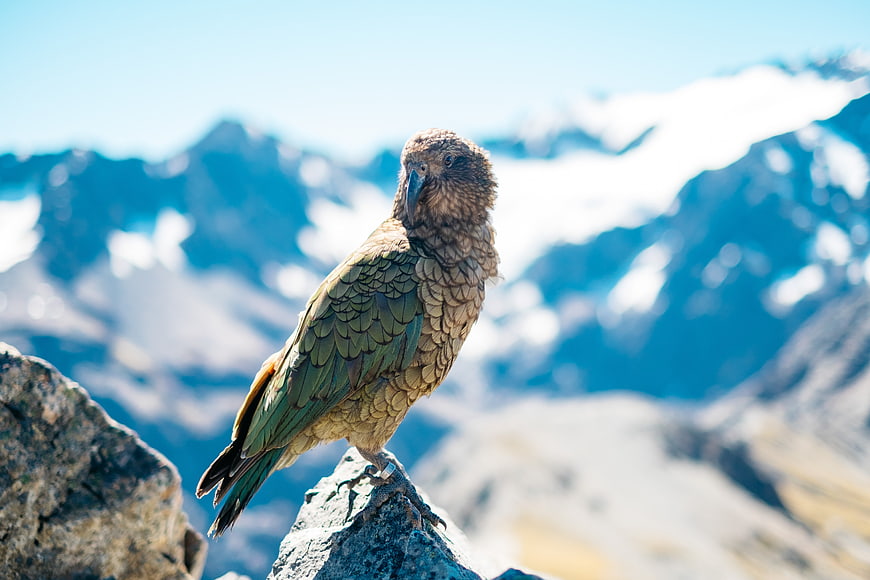 Kea parrot perched on rock with snowy mountain background