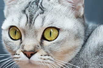 Close-up portrait of a silver tabby cat with striking yellow eyes