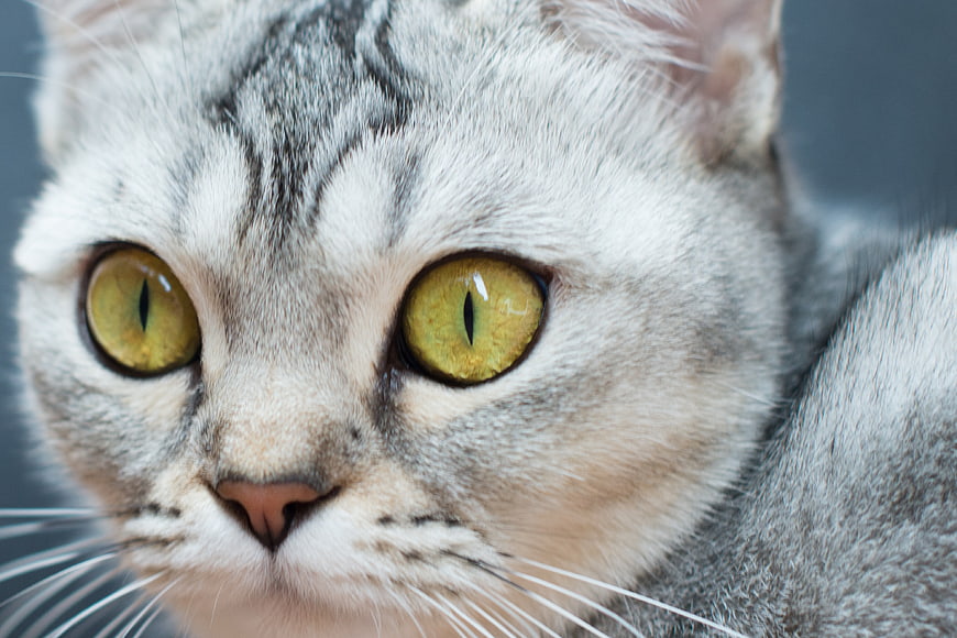 Close-up portrait of a silver tabby cat with striking yellow eyes