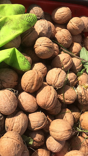 Fresh Harvested Walnuts in Red Basket with Green Gloves