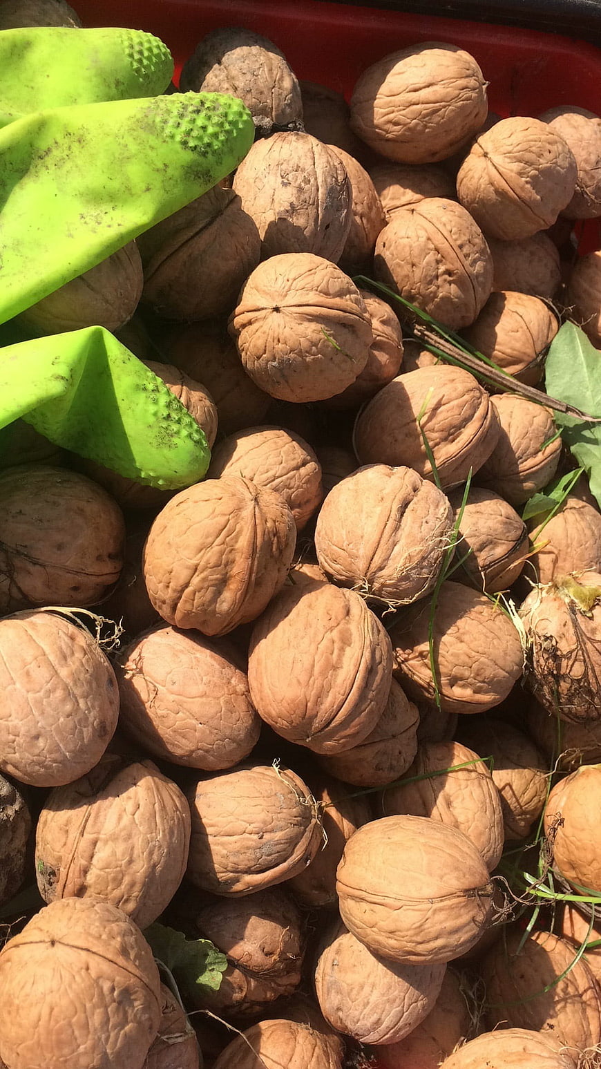 Fresh Harvested Walnuts in Red Basket with Green Gloves