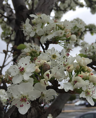 Close-up of white pear blossoms on a tree branch in spring