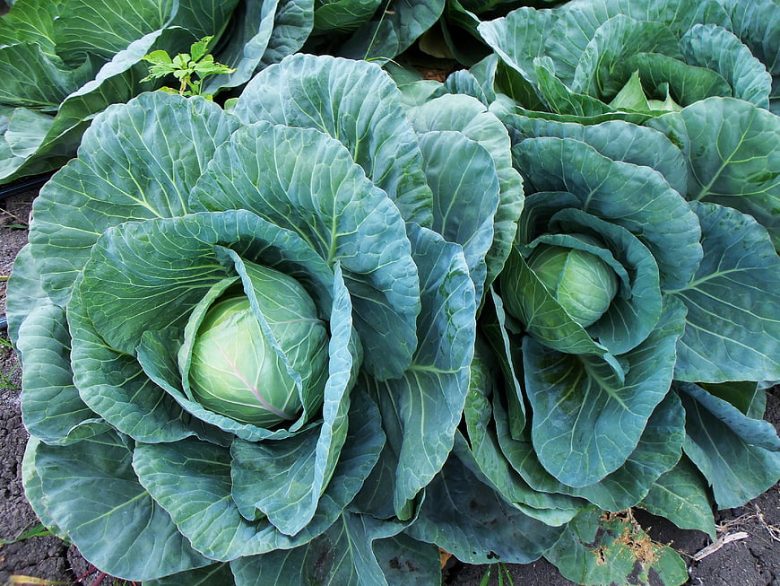 Mature Green Cabbage Plants Growing In Agricultural Garden Field