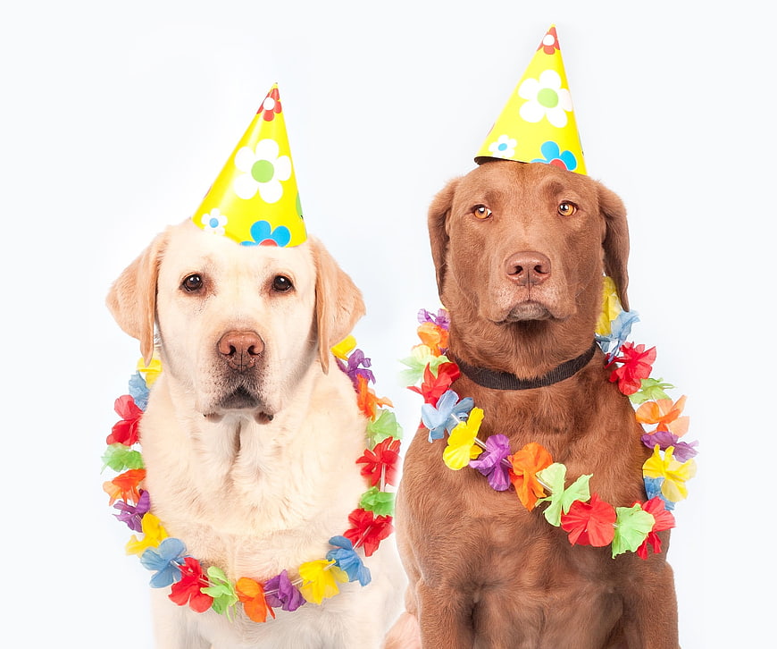 Two Labrador Dogs Wearing Party Hats and Flower Garlands