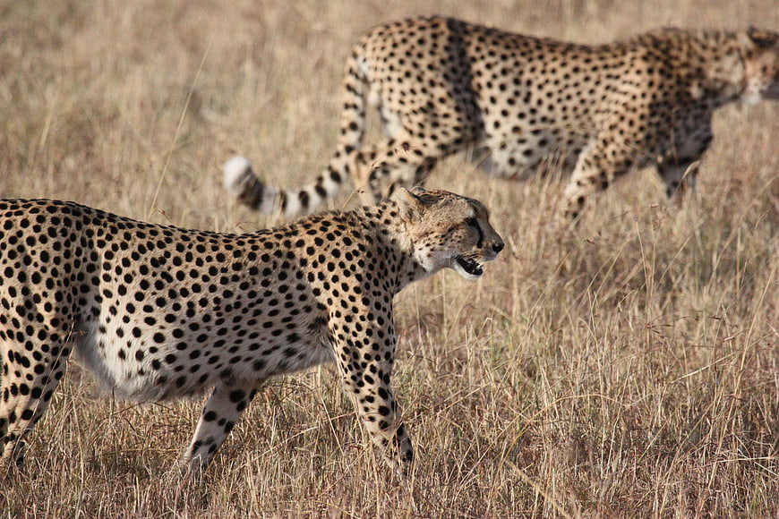 Two cheetahs walking in dry savanna grass
