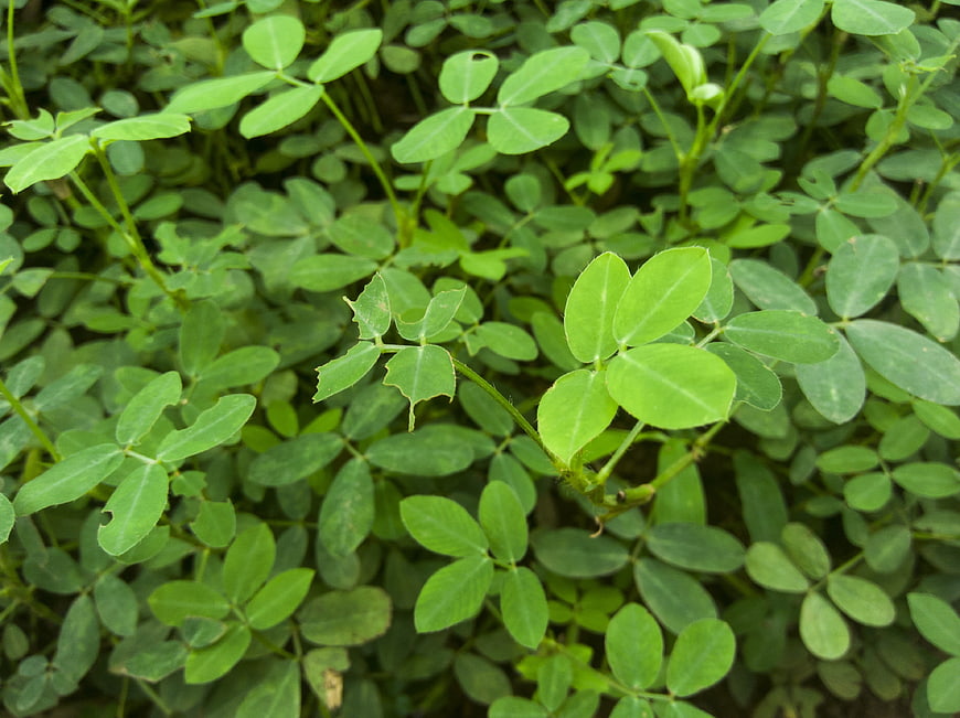Close-up of fresh green clover leaves in natural sunlight