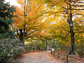 Autumn Park Pathway with Golden Trees and Fallen Leaves