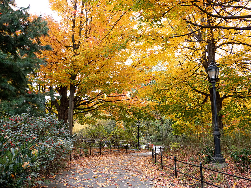 Autumn Park Pathway with Golden Trees and Fallen Leaves