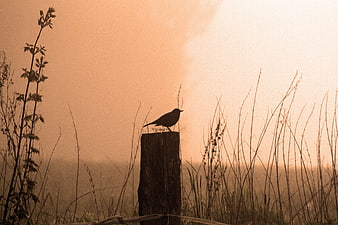 Silhouette of a bird on a fence post in foggy sunrise