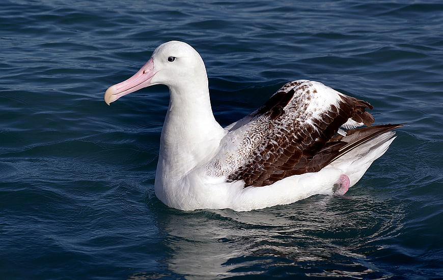 Wandering Albatross Floating on Deep Blue Ocean Water