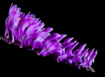 Vibrant Purple Orchid Spike on Black Background
