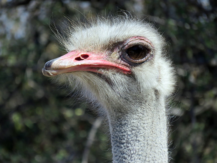 Close-up portrait of an ostrich head with pink beak