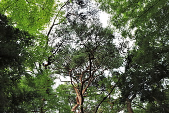 Looking Up At Pine Tree Canopy In Lush Green Forest