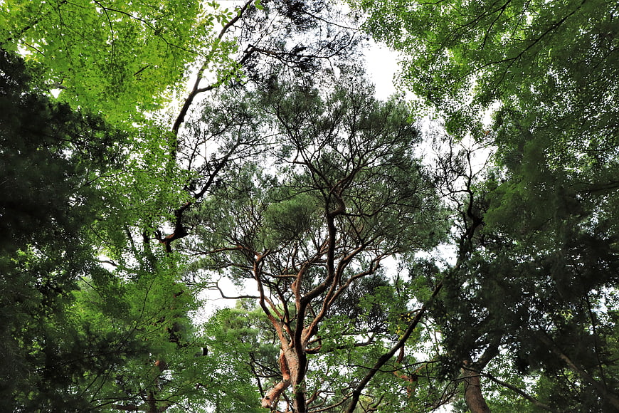 Looking Up At Pine Tree Canopy In Lush Green Forest