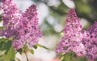 Close-up of vibrant purple lilac flowers in spring bloom