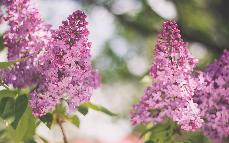 Close-up of vibrant purple lilac flowers in spring bloom