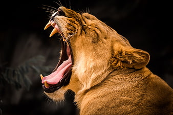 Close-up of a yawning lioness with sharp teeth and dark background