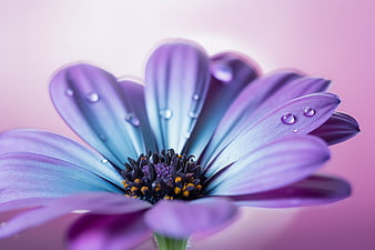 Close-up of purple flower with water droplets on petals