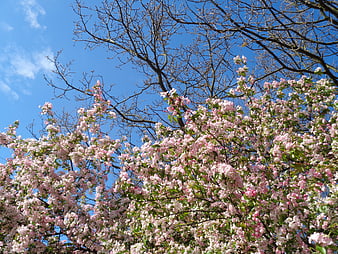 Pink flowering tree branches against a bright blue sky