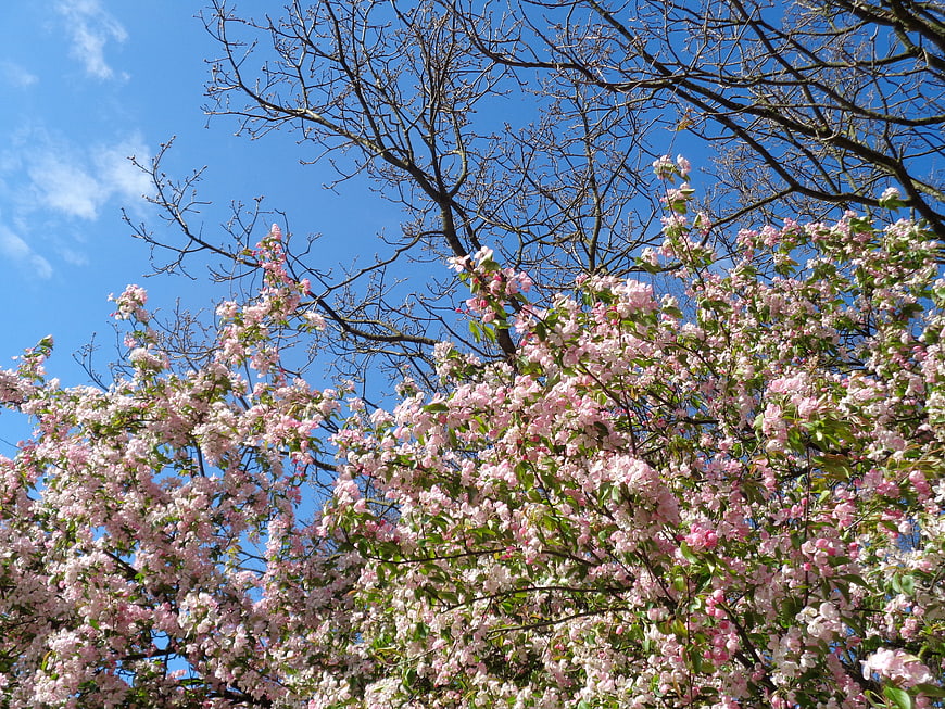 Pink flowering tree branches against a bright blue sky