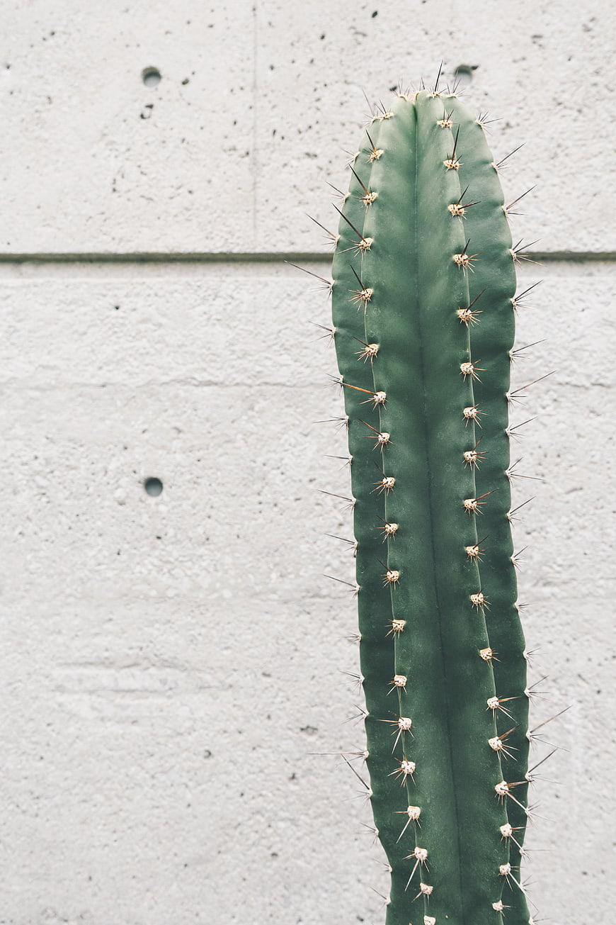 Vertical Cactus Against Concrete Wall