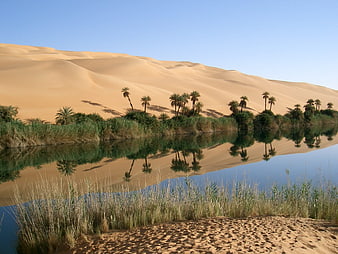 Desert Oasis With Palm Trees And Sand Dune Reflections