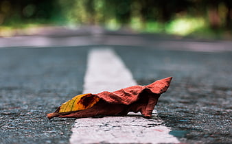 Fallen autumn leaf on asphalt road with white line
