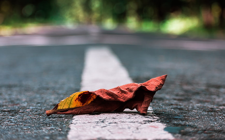 Fallen autumn leaf on asphalt road with white line