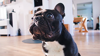 Cute Black French Bulldog Looking Up Indoors