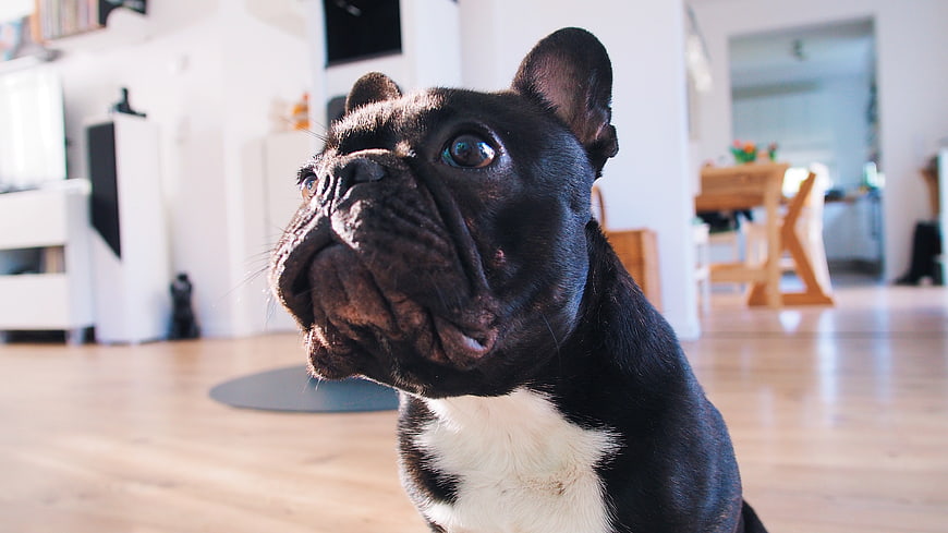 Cute Black French Bulldog Looking Up Indoors