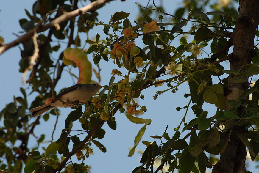 Small bird perched on flowering tree branch against blue sky