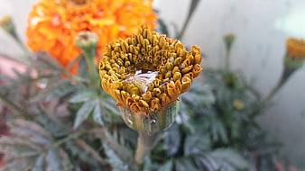 Close-up of a marigold flower bud with water droplets