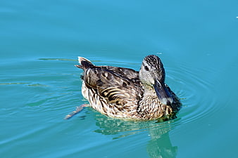 Mallard Duck Swimming in Turquoise Water