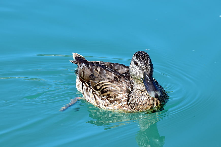 Mallard Duck Swimming in Turquoise Water