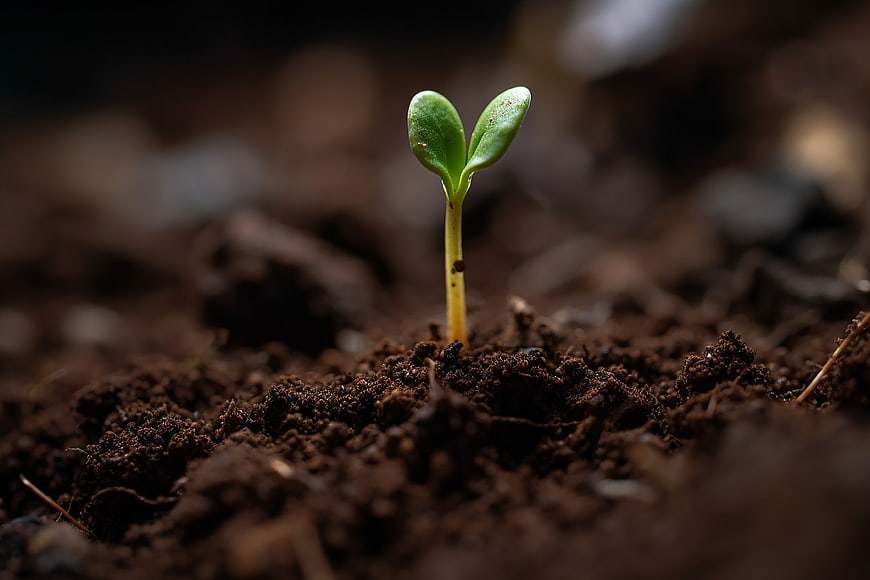 Close-up of a small green seedling sprouting from dark soil
