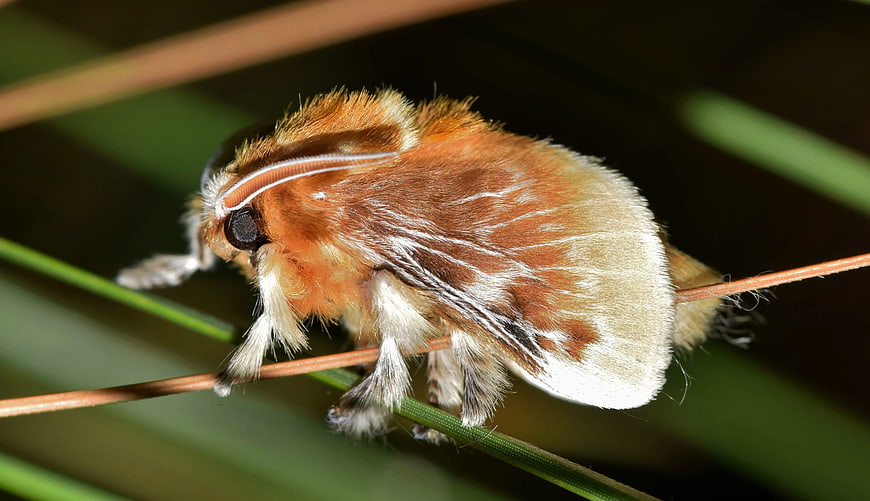 Close-up of Brown Tussock Moth on Grass Stem