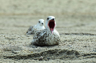 Seagull Yawning on Sandy Beach