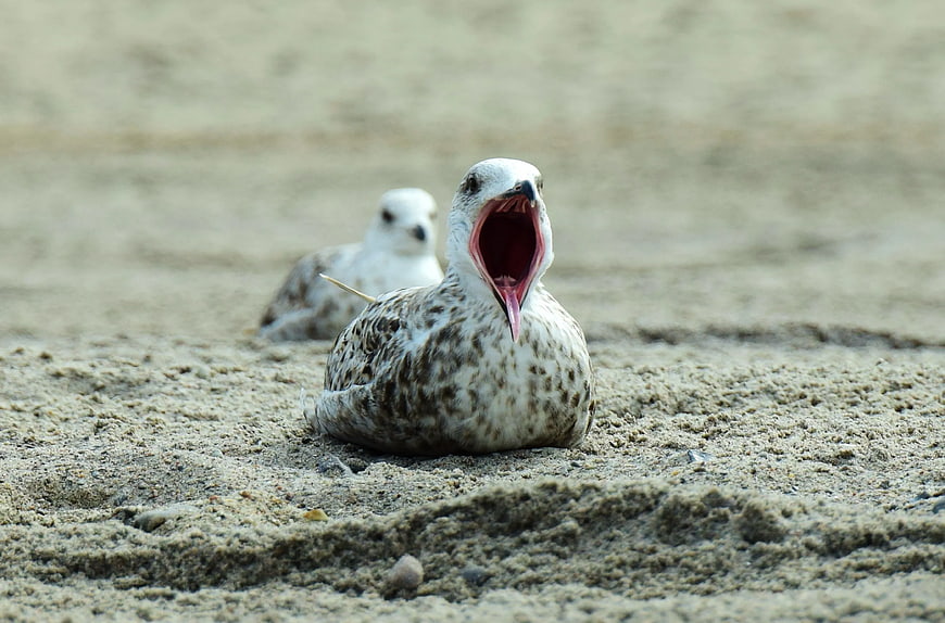 Seagull Yawning on Sandy Beach