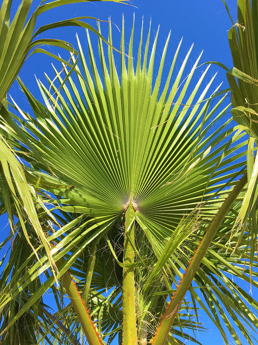 Low angle view of green palm fronds against blue sky
