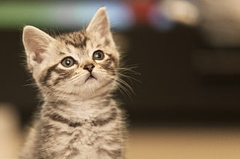 Close-up portrait of a cute tabby kitten looking upward