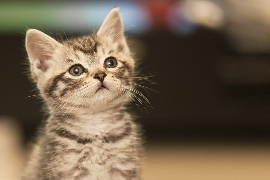 Close-up portrait of a cute tabby kitten looking upward